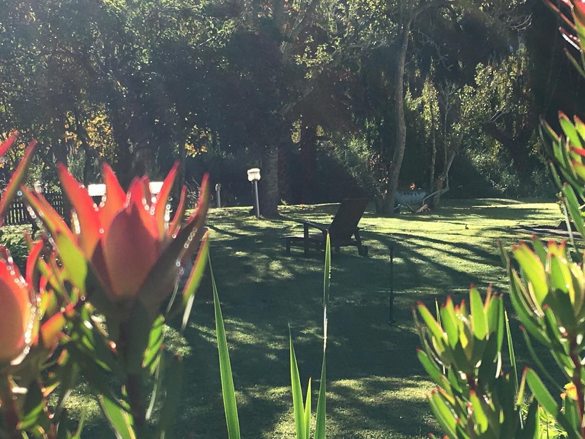 Constantia Spring Bed & Breakfast Eksteriør bilde