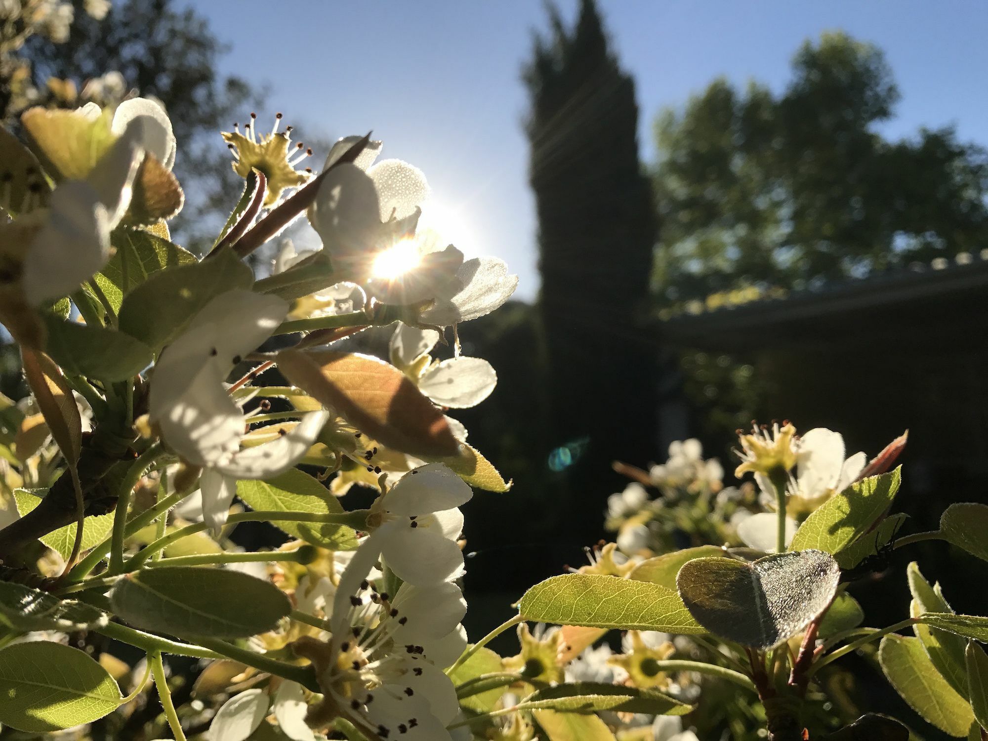 Constantia Spring Bed & Breakfast Eksteriør bilde